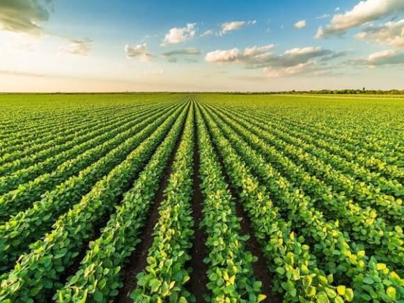 From Farm to Export: How Allanys Agriq Moves Quality Produce from Kano to Market